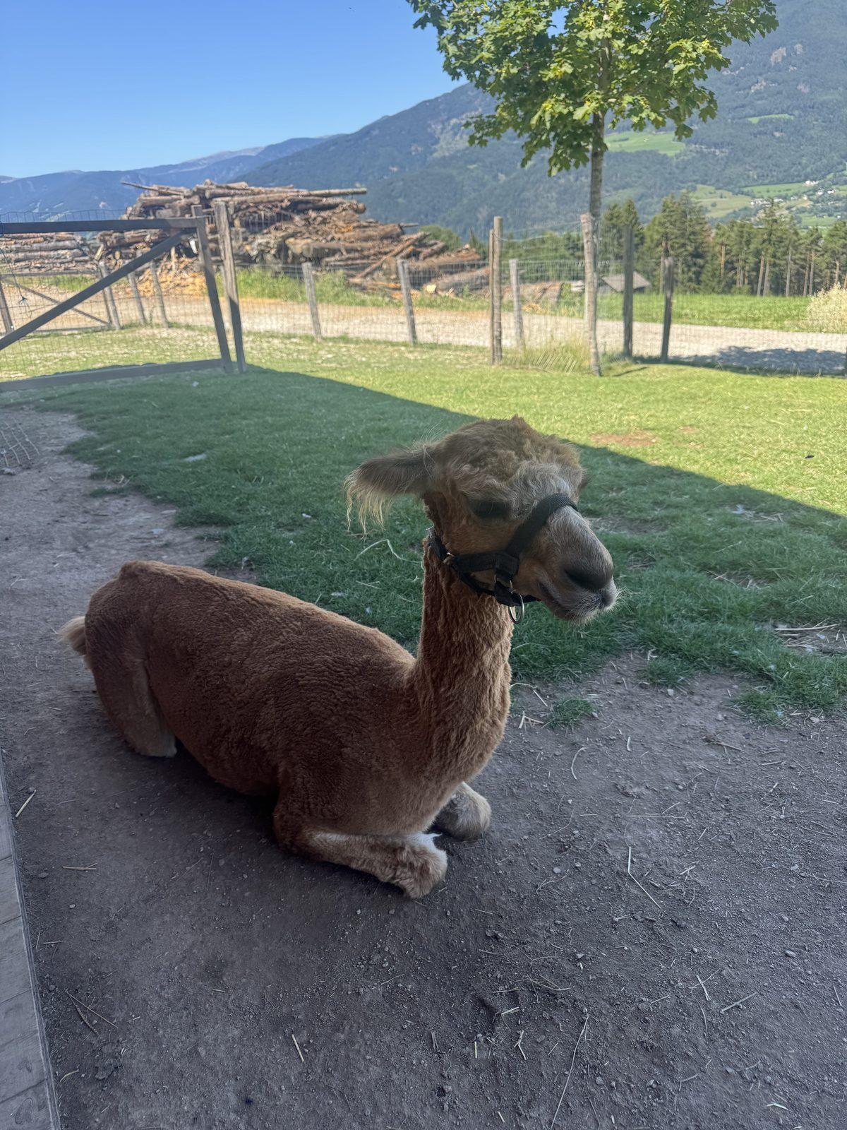 An alpaca resting on the grass at a mountain farm